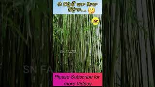 ఈ చెట్లతో ఇలా కూడా చేస్తారా...| Interesting fact about Bamboo #shorts #ytshorts #facts #telugufacts