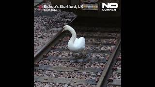 Swan briefly holds up trains at train station near London