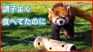 竹のフィーダーが残念な結果に　レッサーパンダのくしゃみRed Panda's Sneeze