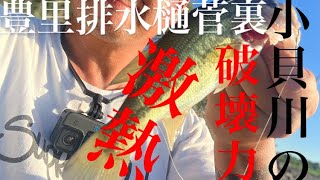 【茨城バス釣りポイント】減水した小貝川はハンパじゃねぇぞ！豊里排水樋菅裏【ブラックバス】