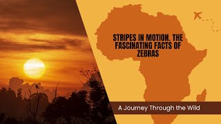 ❗️😱✨️Zebra Tales: The Secrets Behind Their Stripes