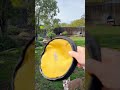 quick look at ollydog dog frisbee flyer disc