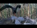 BLACK STORKS - MOM FREAKS OUT DURING FEEDING ATTACKS 2 STORKLETS - THE OLDEST AND THE YOUNGEST