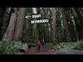 Two days in REDWOOD National & State Parks! (Fern Canyon, Gold Bluff Beach, Stout Grove, & MORE!)