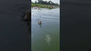 അടിച്ച് മോനെ 😍😱 ഇതാണ് പ്ലേ..😱 Fishing vlog| Big Fish 🐠| Alappuzha. #lake  #fishing #fisherman 😋Tasty