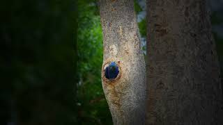 Hyacinth Macaw Leaving Its Nest | Cutest Wildlife Moment You’ll See Today | Pantanal Beauty #birds