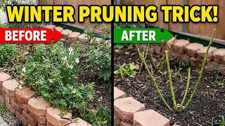 How to prune roses in the winter