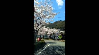 ＪＲ赤穂線 坂越（さこし）駅 桜並木