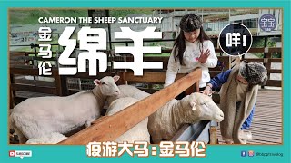 [金马伦高原] EP 11: 咩！金马伦绵羊 Cameron The Sheep Sanctuary