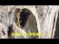 城市養無螫蜂 stingless bees 無螫蜂修復巢口過程