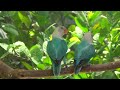 lovebird chirping sounds blue opaline siblings