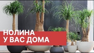 Нолина - уход в домашних условиях | Все в сад