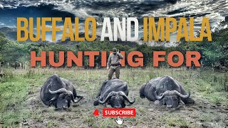Hunting for Buffalo and Impala