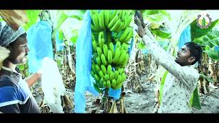 Banana Export | Success Story 01 | Solapur Akkalkot