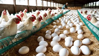 How to Raise Chickens for Eggs - Poultry Egg Business - Collect Eggs.