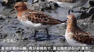 藤前干潟　夏羽の鳥たち