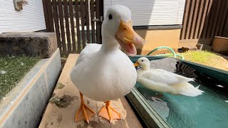 Talkative Piko, No Talking! (Our Pet Call Duck)