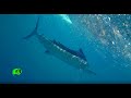 SAILFISH on water wolf, no Rapala X Rap Magnum