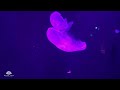 neon glowing jellyfish aquarium underwater ambience 10 hour sleep sound