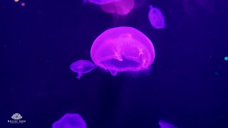 Neon Glowing Jellyfish Aquarium - Underwater Ambience | 10 Hour Sleep Sound