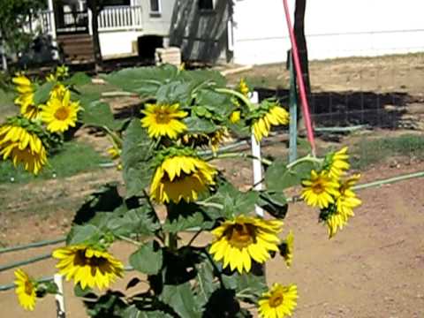 Green Garden TIPS: Growing Sunflowers - YouTube