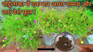 पोर्टुलाका में एक बार आधा चम्मच और पाएं ढेरो फूल l fertilizer for moss rose/portulaca/9 O 'clock