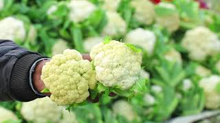 Loop - Cauliflower - Harvesting, Sorting and Packaging