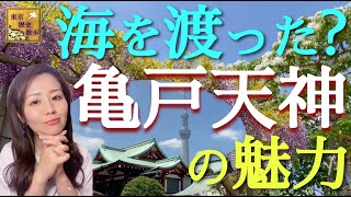 【#88】東京一の藤の名所がスゴい！亀戸天神と亀戸の歴史・由来・地形を紐解く