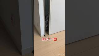 可愛いドジっ子参上❤️【デレデレ猫兄弟トワとギンガ】 #cat #cute #funny #猫 #猫兄弟