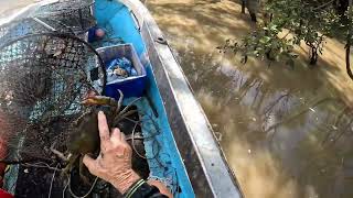 Fishing for giant mudcrabs in the muddy mangrove creeks Queensland Australia.