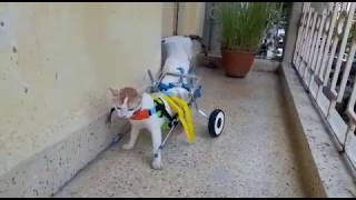 Mintbowl Dog Wheelchairs india Cat Walking Mob 9979035679