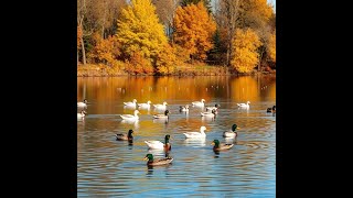 Stunning Fall Aerial Views of Streetsboro, OH A Autumn Journey Through Nature's Palette