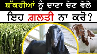 Kang Goat Farm - ਬੱਕਰੀਆਂ ਨੂੰ ਦਾਣਾ ਦੇਣ ਵੇਲੇ ਇਹ ਗ਼ਲਤੀ ਨਾ ਕਰੋ? Goat farming | Breeding Farm | बकरी पालन