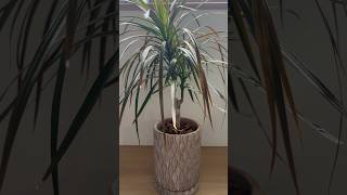 コンシンネを植替えるだけの意味のない動画　#plants #グリーン #植物 #観葉植物 #観葉植物のある暮らし #green #ドラセナ #コンシンネ#植物好きな人と繋がりたい