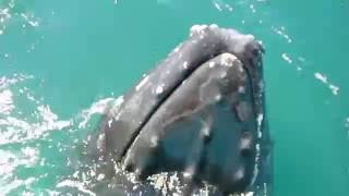 A whale shows its nose