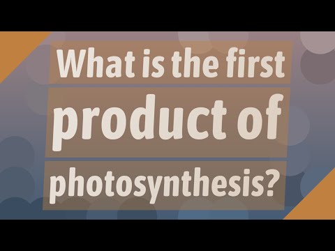 What is the first stable product of photosynthesis?