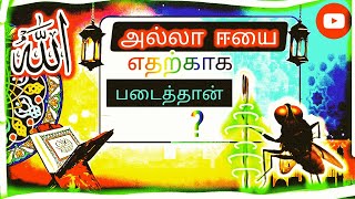 Why did Allah create the fly? #ars🕋🤲bayaan அல்லா எதற்காக ஈயை படைத்தான்? #ARSbayaan #shorts