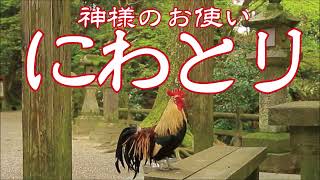 神様のお使い「石上神宮のにわとり」2024.4.7　奈良県天理市　撮影：CANON EOS 7D MarkⅡ＋ジンバルFeiyuTech SCORP-C