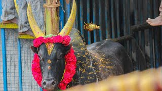 வெறித்தனமான ஆட்டம் வேலன் மதுரை சத்திரபட்டி கோபி காளை சிறப்பான விளையாட்டு