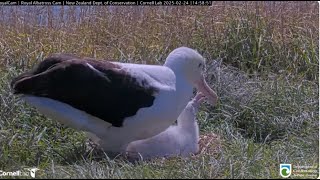 Northern Royal Albatross Cam, New Zealand 2025/02/24