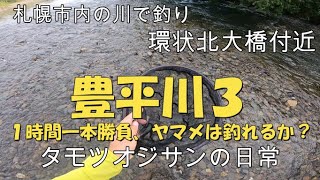 北海道　札幌市内の川で釣り　豊平川３　１時間一本勝負、ホームポイントで今シーズン初のヤマメ釣れるか？