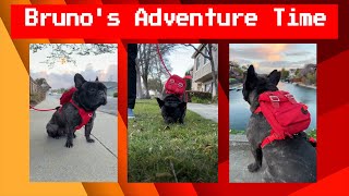 Part 2: A Pupper Pack Is A Perfect Bag For Everyday Adventures