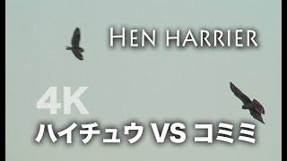 野鳥撮影・ 野鳥動画・ハイイロチュウヒとコミミズクのバトル 4K