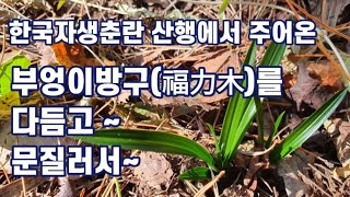 한국자생춘란 산행에서 부엉이방구를 주어와서 다듬고 태워서~