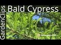 Bald Cyprus Tree- Taxodium distichum - Growing Bald Cypress