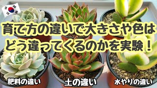 ［韓国多肉植物］育て方の違いで色や大きさ成長スピードはどう違うのかを実験！＃１