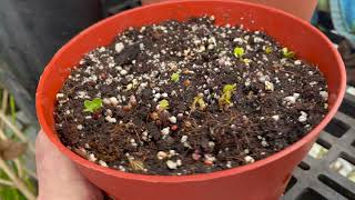 How to grow seeds - The Great Radish Seed Challenge