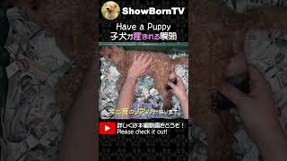 【トイプードル 出産】分娩間隔が短いほど楽々なお産【ブリーダー 子犬】〈4477203〉ダイジェスト #shorts #トイプードル #子犬 #出産  #産まれたて