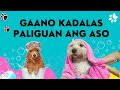 ALAMIN BAGO PALIGUAN ANG ASO | Tips sa Pagpapaligo ng Aso | Munting Kennel