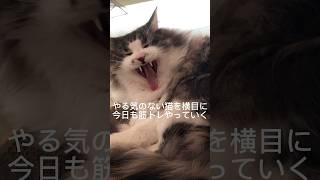 腹筋バキバキに割りたいけど脂肪が邪魔すぎる　#猫 #筋トレ #ねこのいる生活 #ダイエット #ねこきち